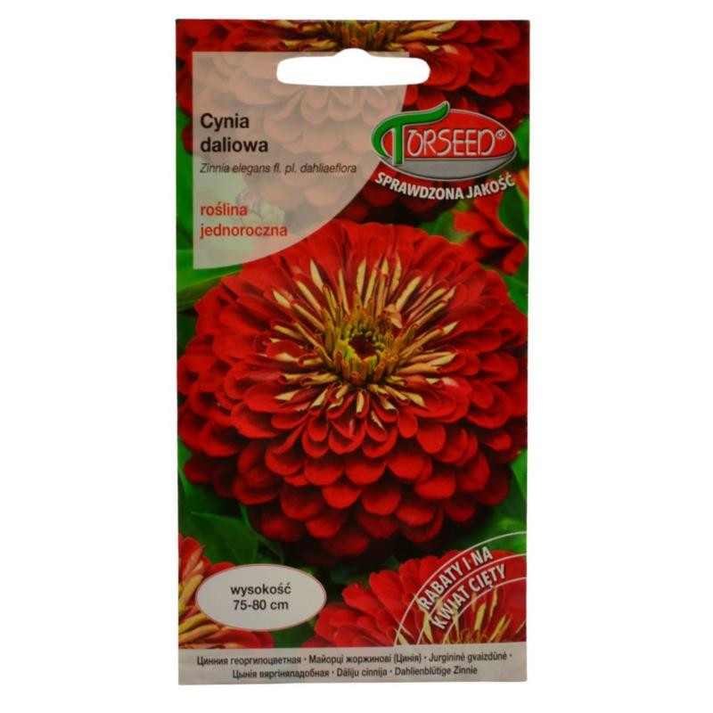 Nasiona Cynia daliowa czerwona Zimnia 1g