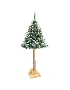 Choinka-Sosna na pniu szroniona 190cm z szyszką