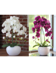 Storczyk w doniczce 55cm trzypędowy mix 2