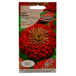 Nasiona Cynia daliowa czerwona Zimnia 1g