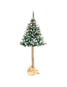 Choinka-Sosna na pniu szroniona 220cm z szyszką