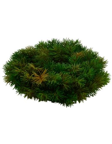 Wianek 30cm 17.0034