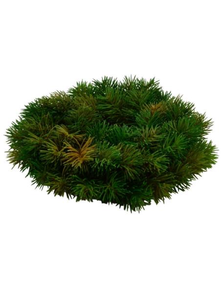 Wianek 30cm 17.0034